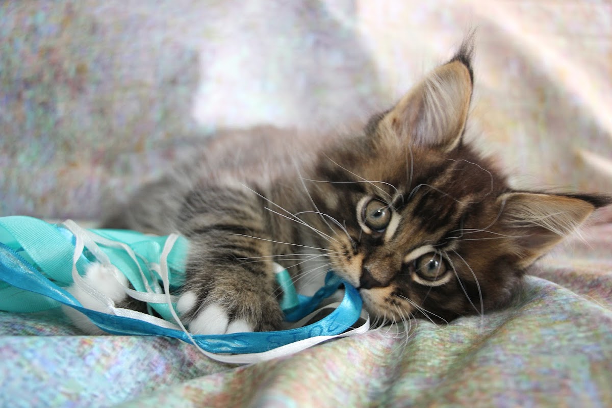 Spirritz Maine Coons