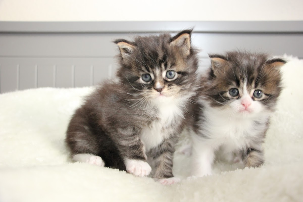 Spirritz Maine Coons photo 3