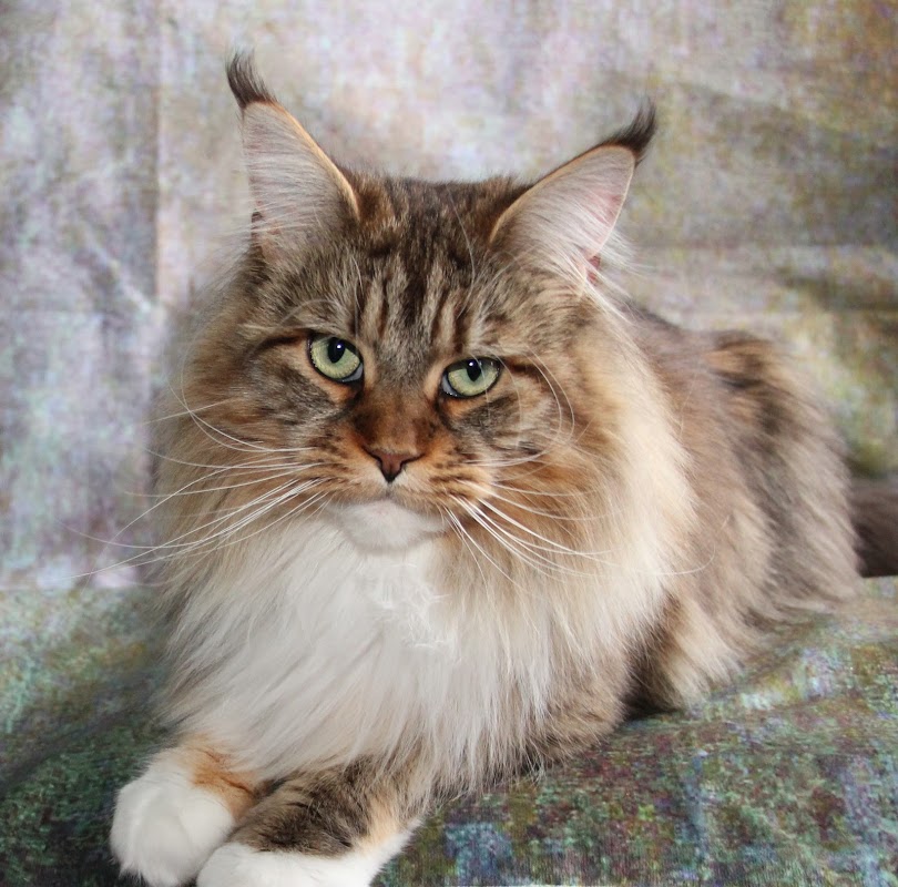 Spirritz Maine Coons photo 2