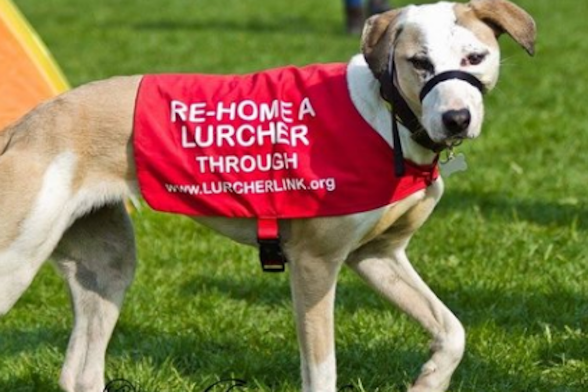 Lurcher Link