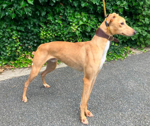 Lurcher Link photo 1