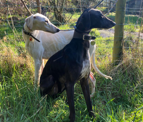 Lurcher Link photo 3