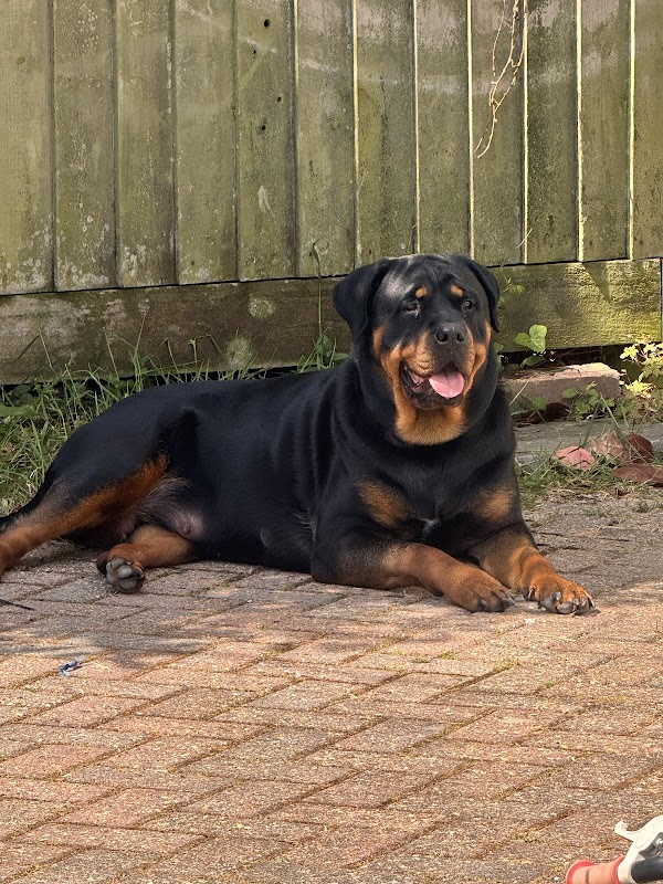 Wachter Rottweiler