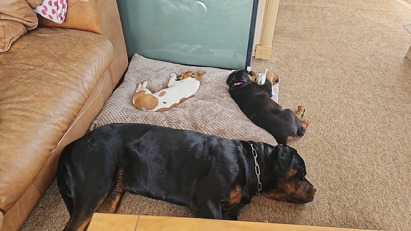 Wachter Rottweiler photo 3