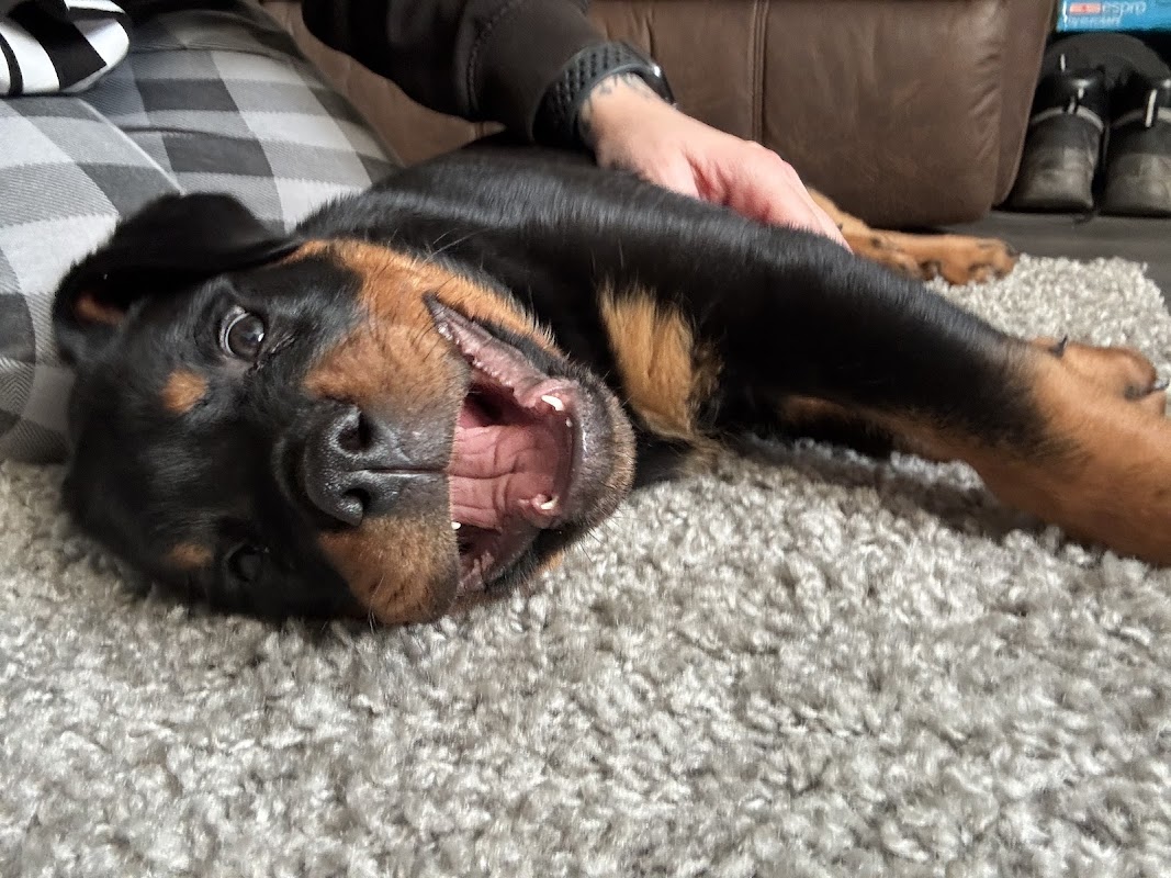 Wachter Rottweiler photo 1