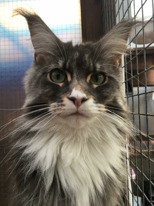 City Central Cattery photo 3