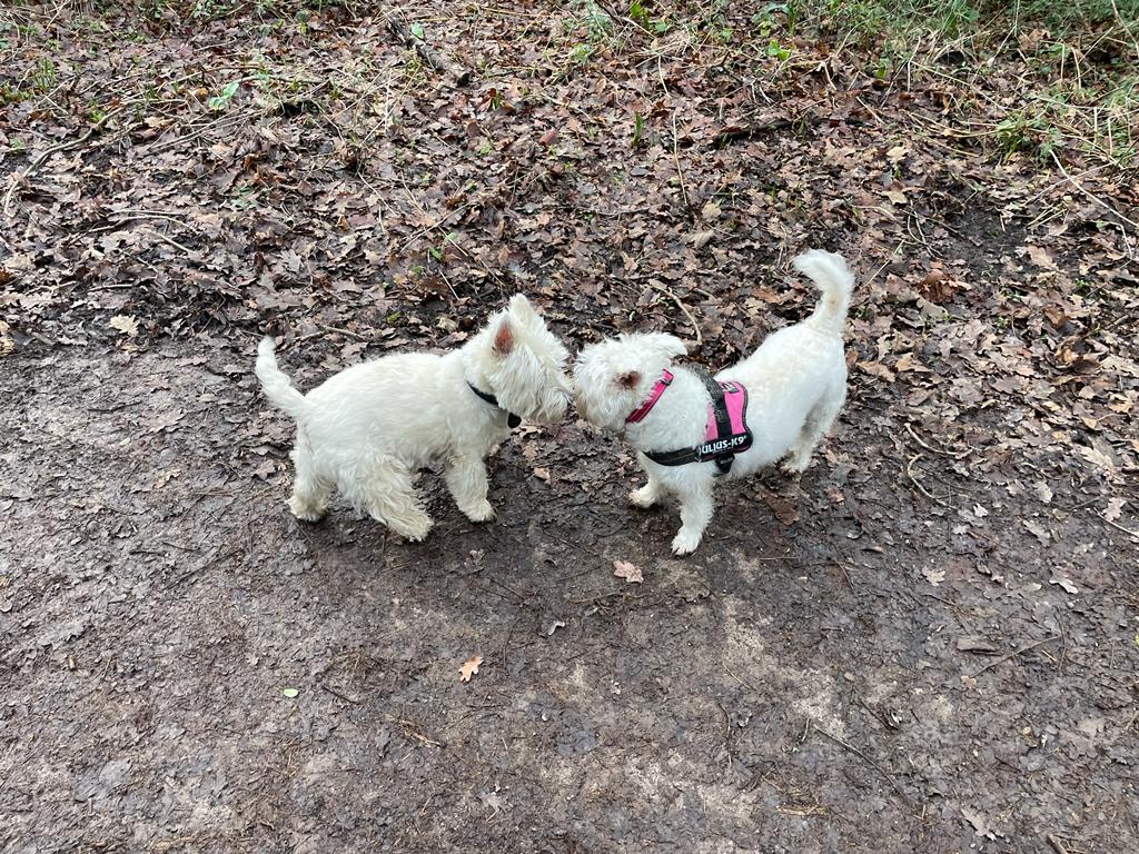 WoodysDogWalking and Pet Care