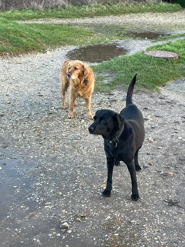 WoodysDogWalking and Pet Care photo 2