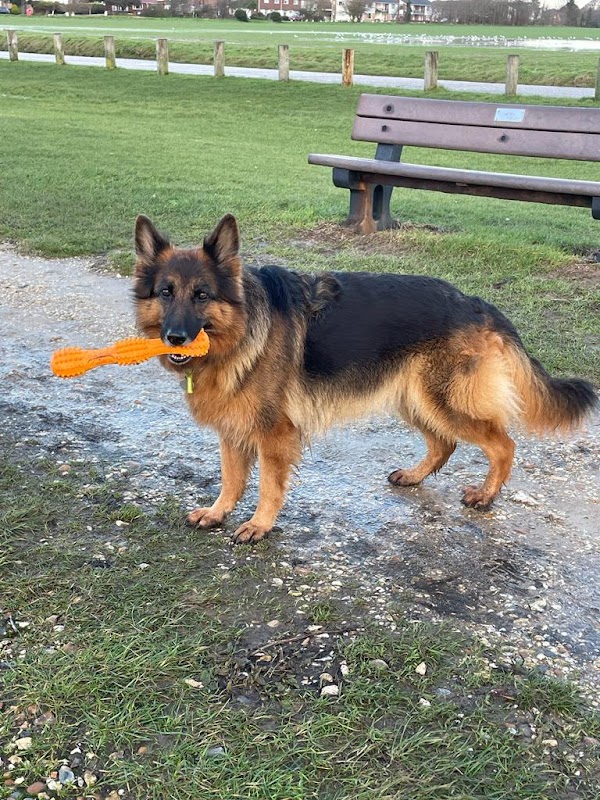 WoodysDogWalking and Pet Care photo 1