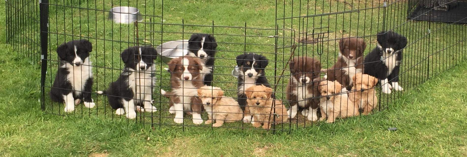 Hondonvale Cockers & Collies Ltd — breeder photo