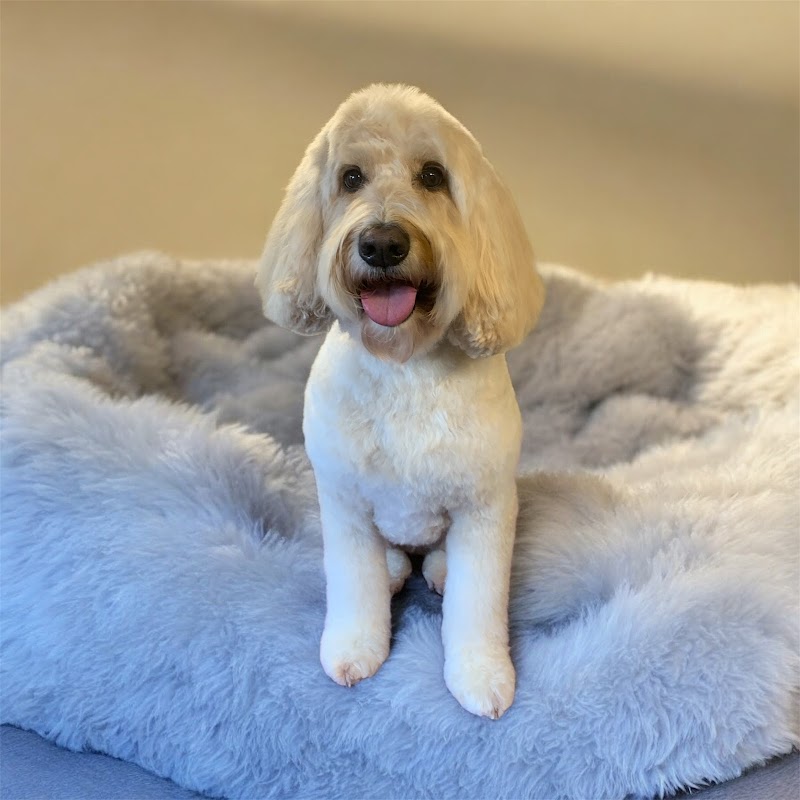 Ks Pampered Pups photo 2