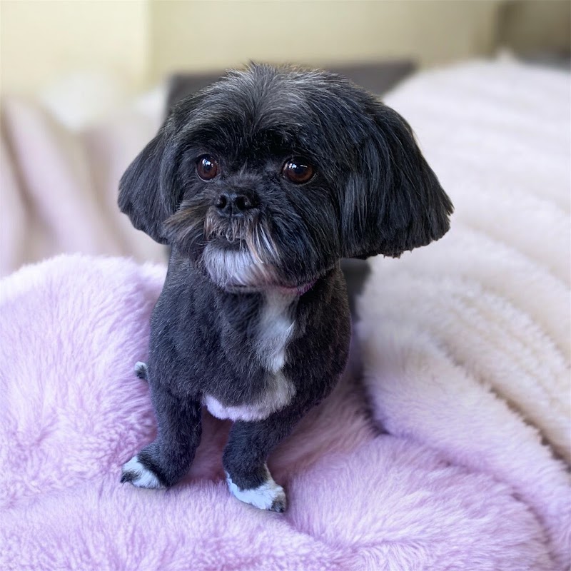 Ks Pampered Pups photo 3