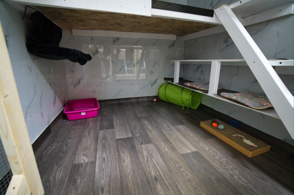 Station House Cattery photo 1