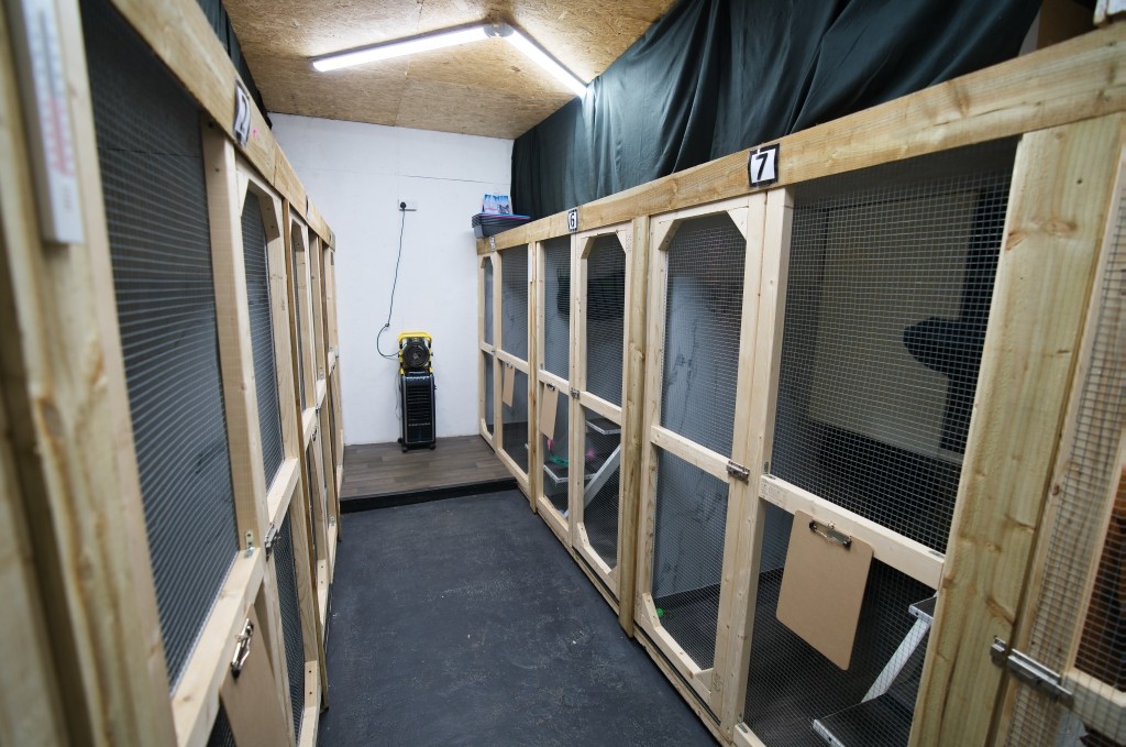 Station House Cattery photo 3