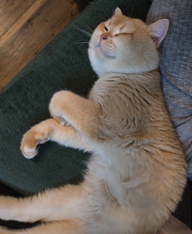 Blooming Dream Cattery photo 1