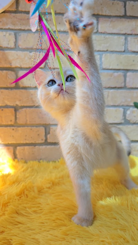 Blooming Dream Cattery photo 3