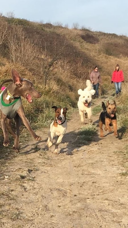 The Dog’s Out