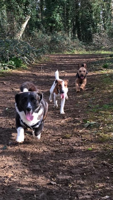 The Dog’s Out photo 1
