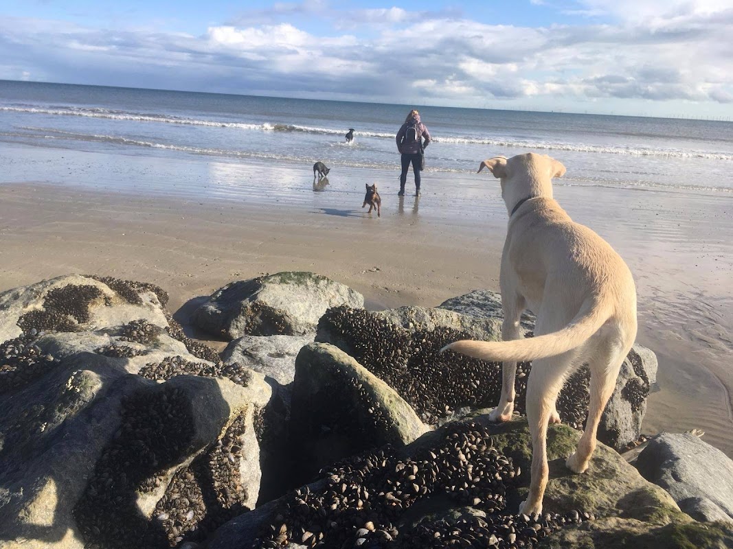 The Dog’s Out photo 3