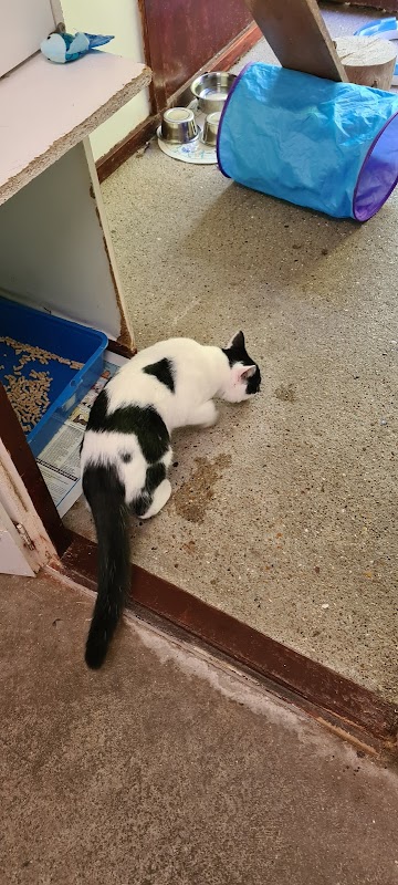 Arbour Farm Cattery