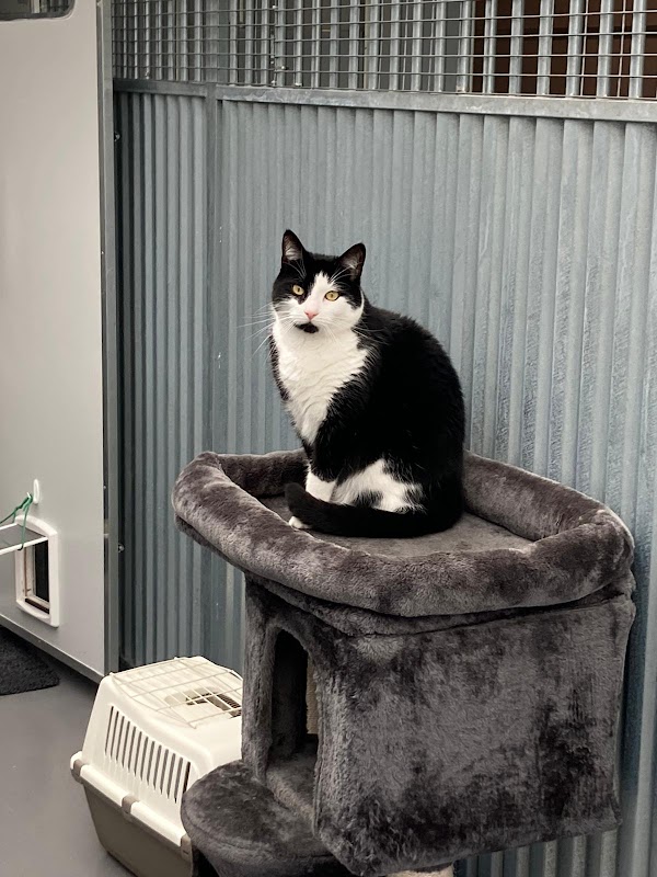 Cuilhill Cattery photo 2