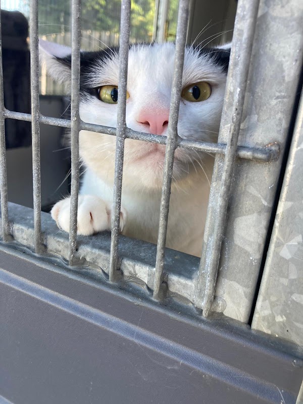 Cuilhill Cattery photo 3