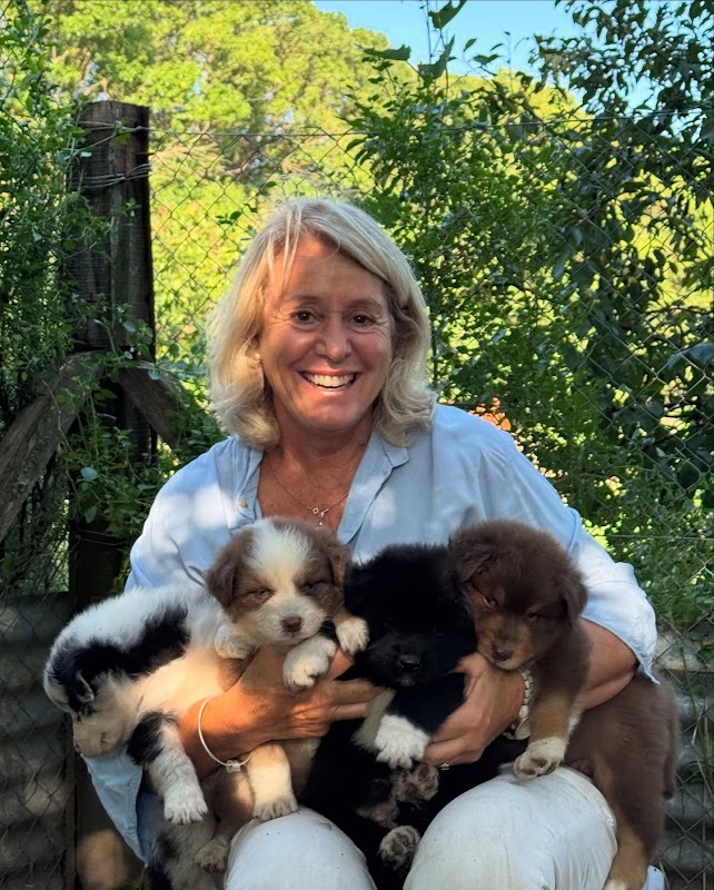 AUSTRALIAN SHEPHERD FOR SALE