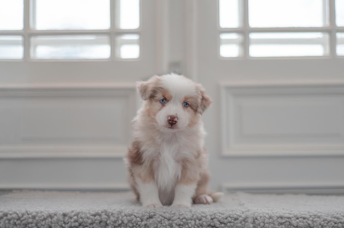 AUSTRALIAN SHEPHERD FOR SALE photo 3