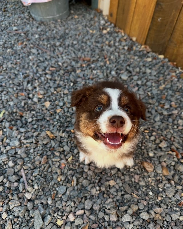 AUSTRALIAN SHEPHERD FOR SALE photo 1