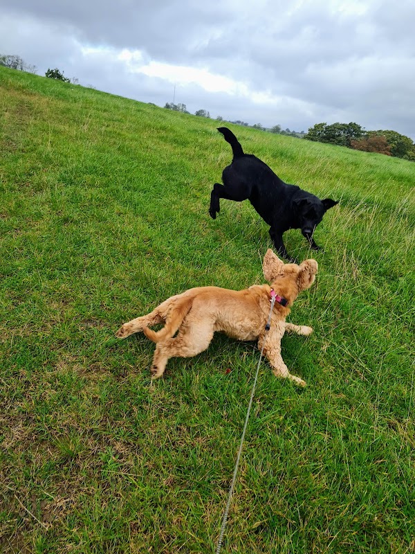 Biggards Dog Kennels photo 3