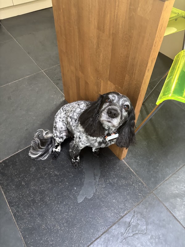 Mucky Pups photo 2