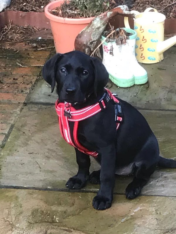 Auchenshugle Labradors photo 2