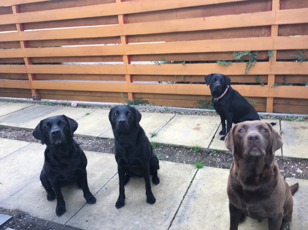 Auchenshugle Labradors photo 3