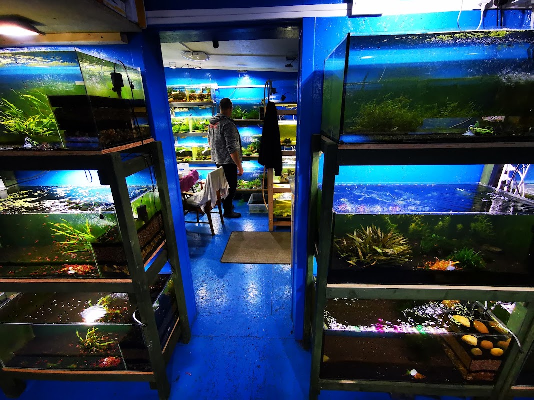 Best Aquarium Shrimps UK photo 3