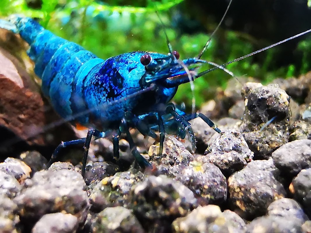Best Aquarium Shrimps UK photo 1