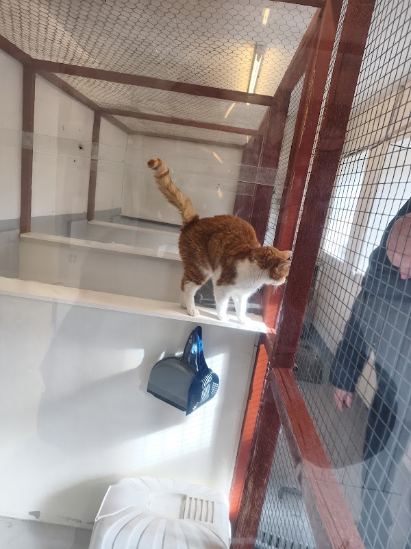 Kittochside Country Cattery photo 2