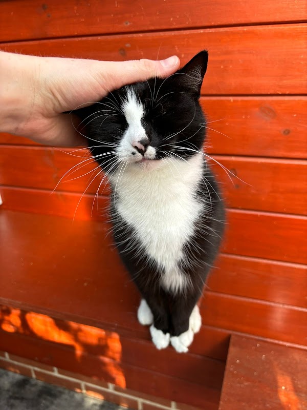 Copthorne Cattery photo 2