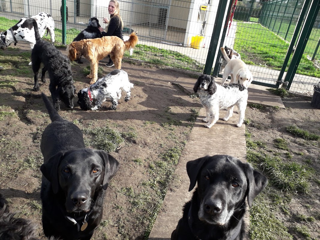 Storwood Kennels — breeder photo