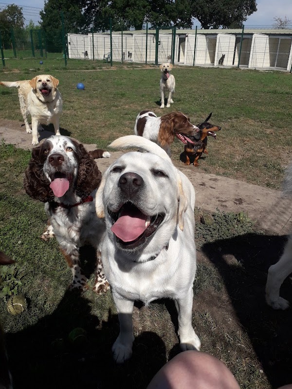 Storwood Kennels photo 3