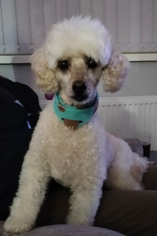 The Pretty Puppy Parlour photo 1