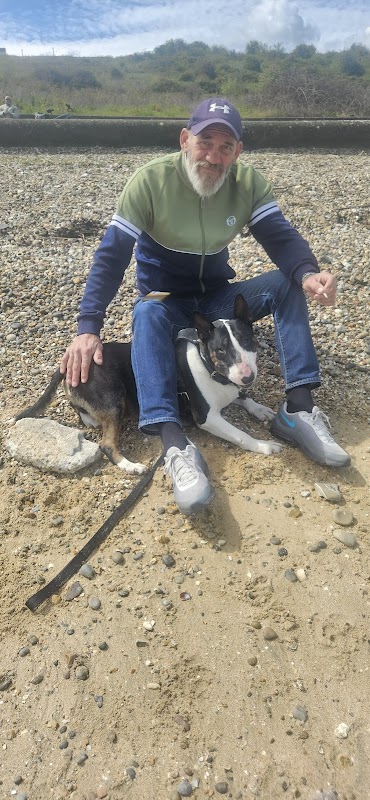 Bull Terrier Welfare photo 1