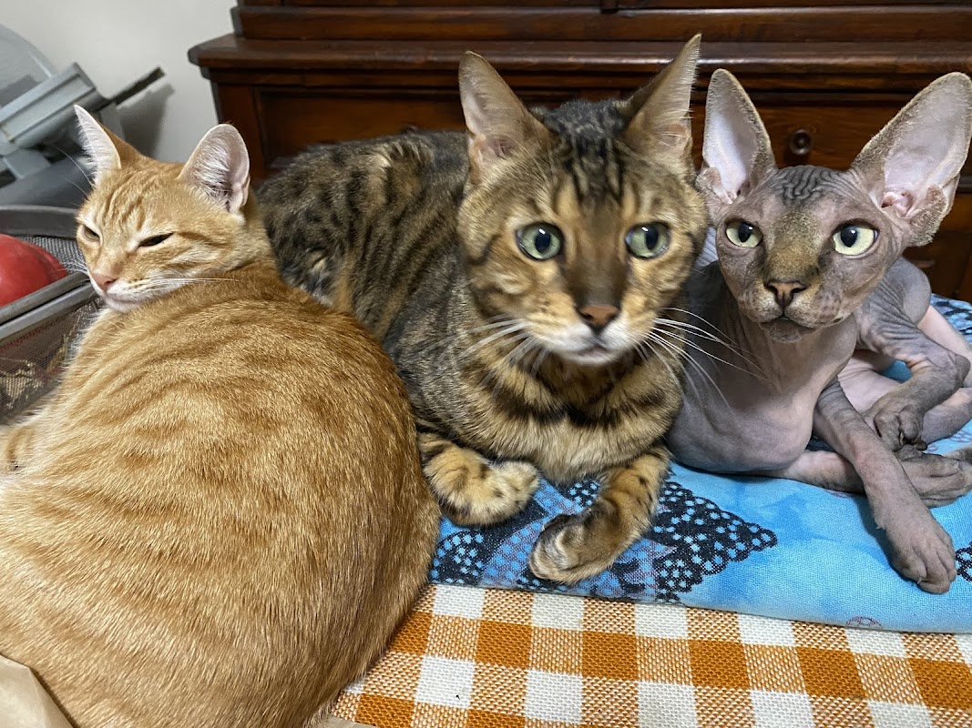 Suntouched Bengals