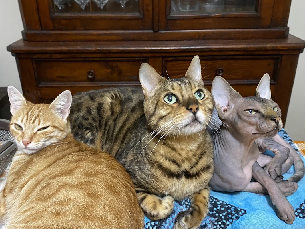 Suntouched Bengals photo 1