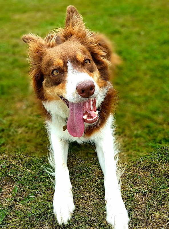 It's A Dog's Life Sussex — breeder photo
