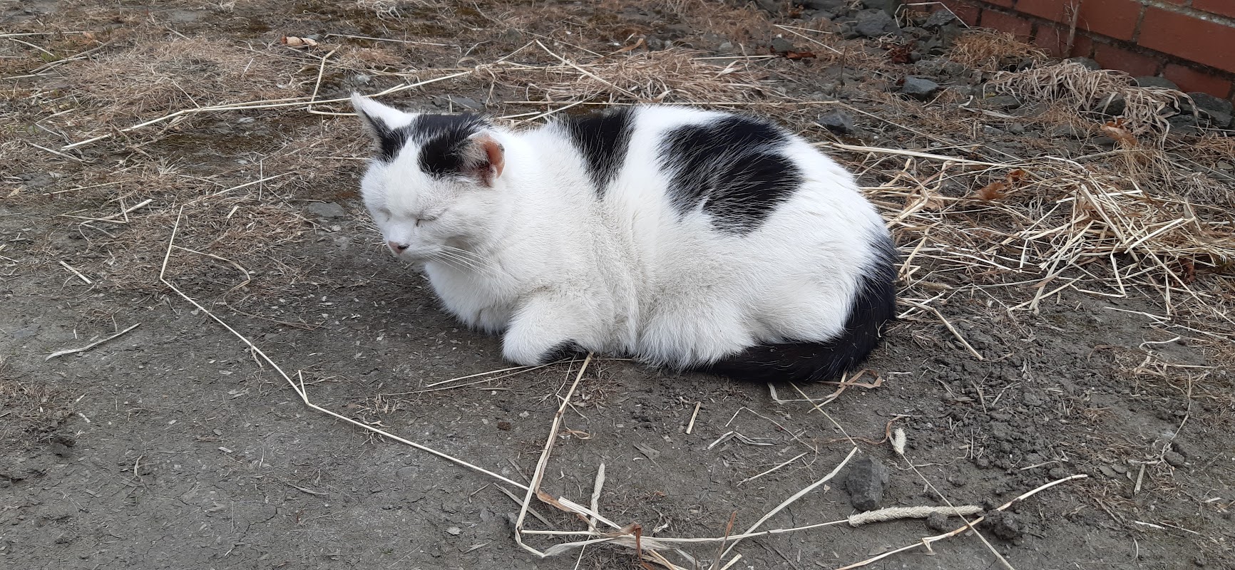 Powside Cattery photo 1