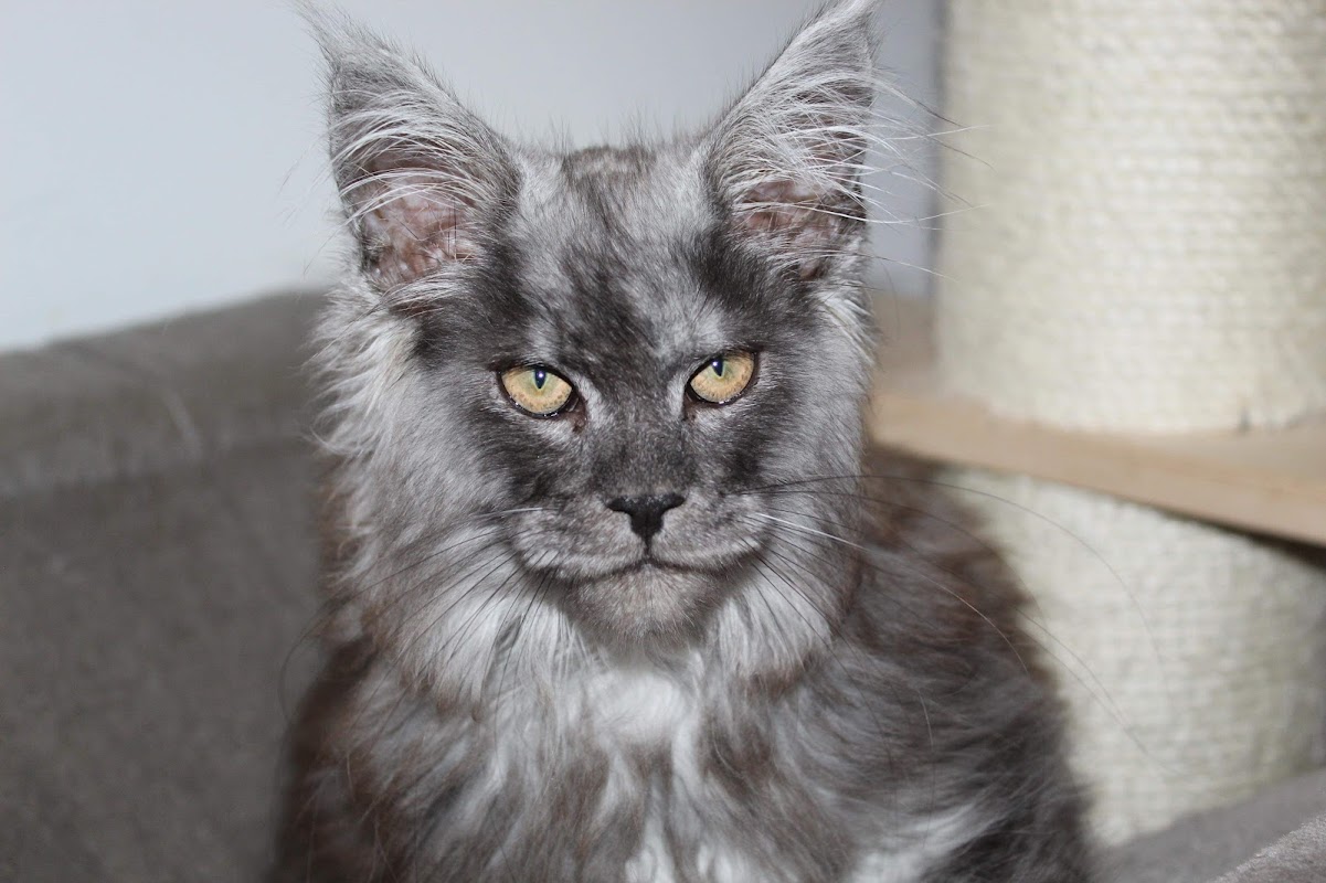 Coon-Jangles Maine Coons - Maine Coon breeder UK