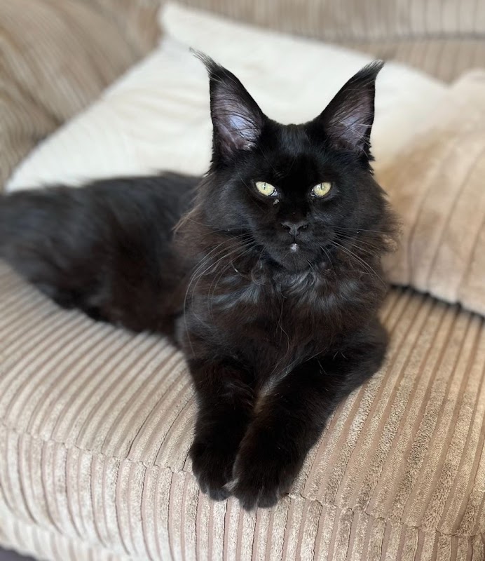 Coon-Jangles Maine Coons - Maine Coon breeder UK photo 1