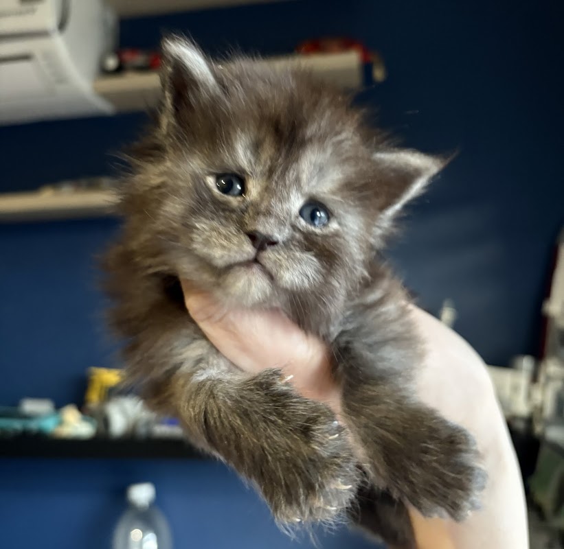 Coon-Jangles Maine Coons - Maine Coon breeder UK photo 3