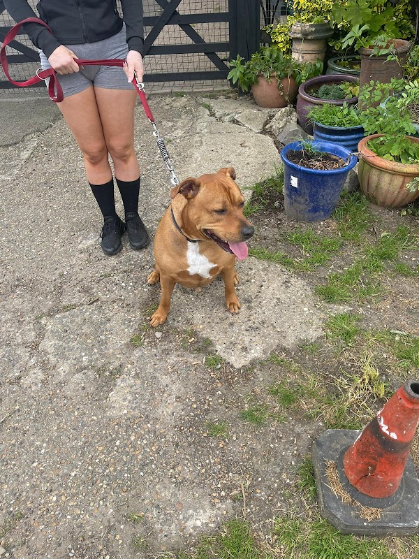 Pond Farm Kennels