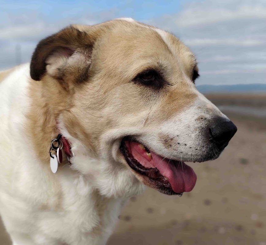UnderstandingDogs photo 3